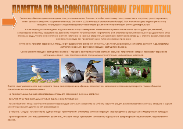 Грипп птиц